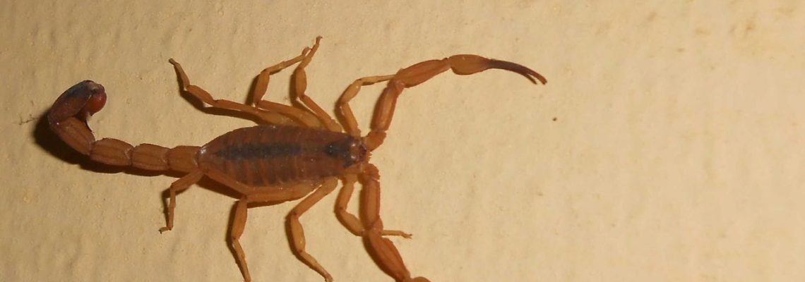ESCORPIANISMO NO BRASIL